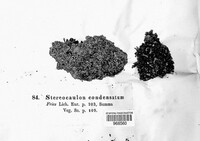 Image of Stereocaulon condensatum